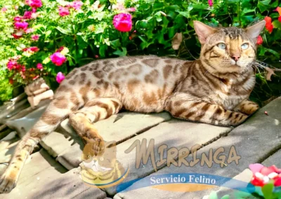 mirringa veterinaria y criadero de gatos bengali en medellin 10