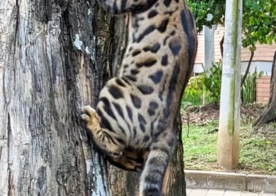 mirringa veterinaria y criadero de gatos bengali en medellin 12