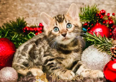 mirringa veterinaria y criadero de gatos bengali en medellin 16