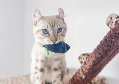 mirringa veterinaria y criadero de gatos bengali en medellin 19